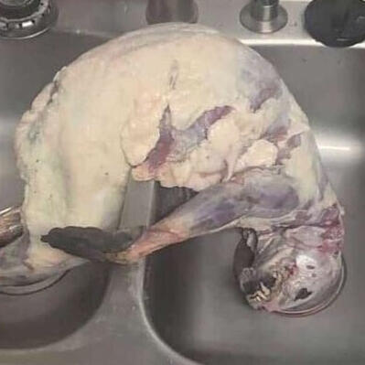 THE BODY IN THE SINK